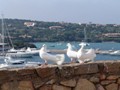 Norden_galerie_porto_cervo5