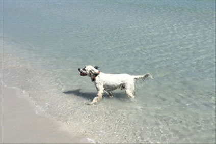 OstkÃ¼ste Sardinien mit Hund