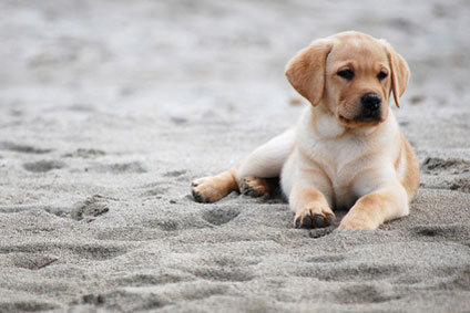 SÃ¼dkÃ¼ste Sardinien mit Hund