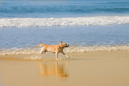 WestkÃ¼ste Sardinien mit Hund