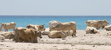 Sardinien am Spiaggia di berchida