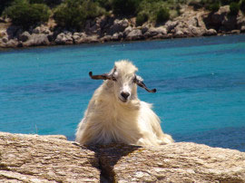 Cala Moresca: Ziege