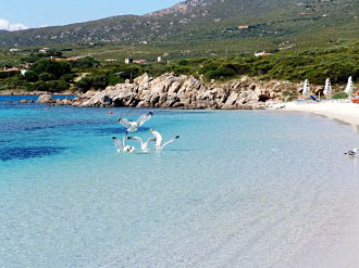 Möwenfütterung an der Cala Bianca